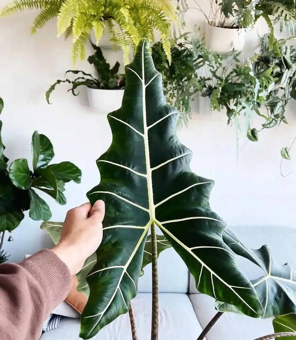 薩利安海芋為啥能成為網紅綠植,它有什麼養護難點?