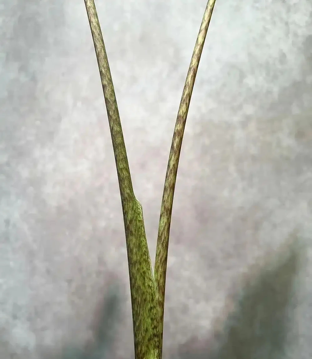 薩利安海芋為啥能成為網紅綠植,它有什麼養護難點?
