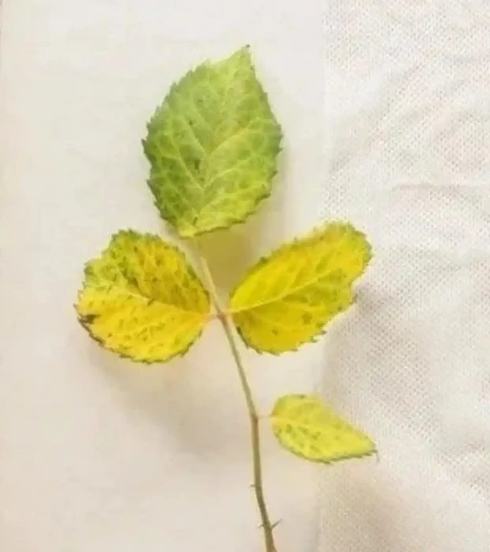 玫瑰黃葉圖鑑 症狀+原因+解決方法!