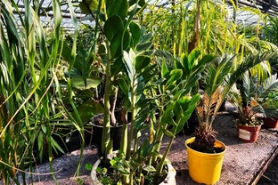 金鑽會開花嗎？揭秘金鑽養多大才能綻放的秘密！