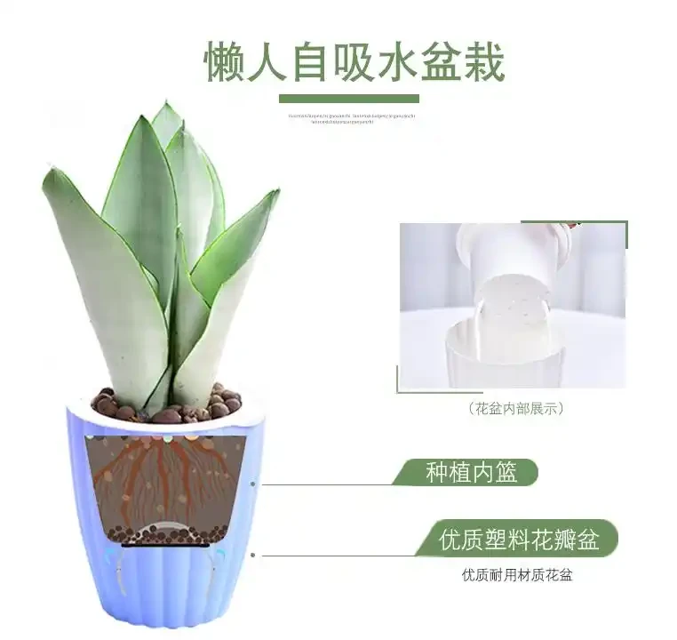 帶你認識10種懶人花卉,總有一種適合你!