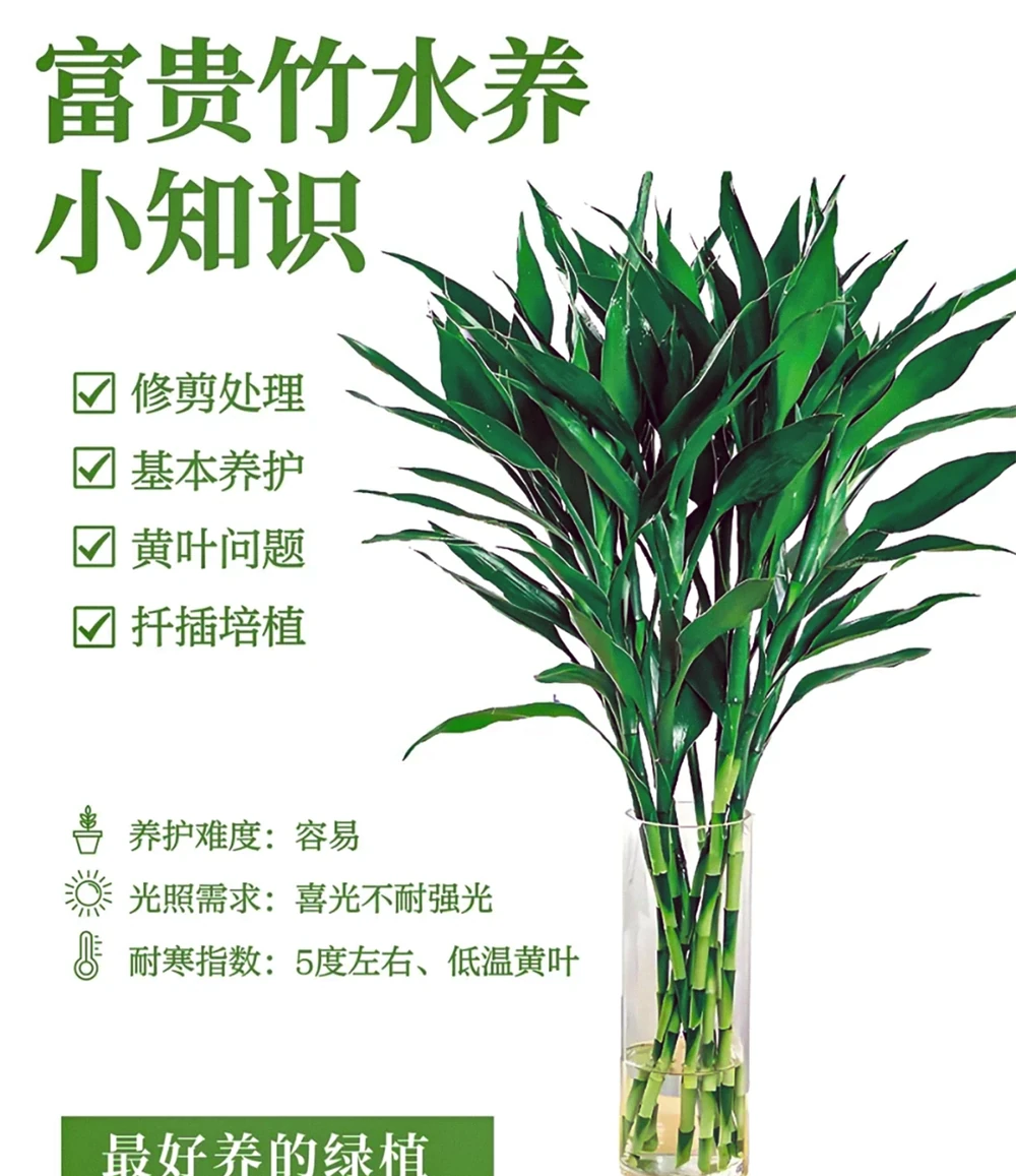 帶你認識10種懶人花卉,總有一種適合你!