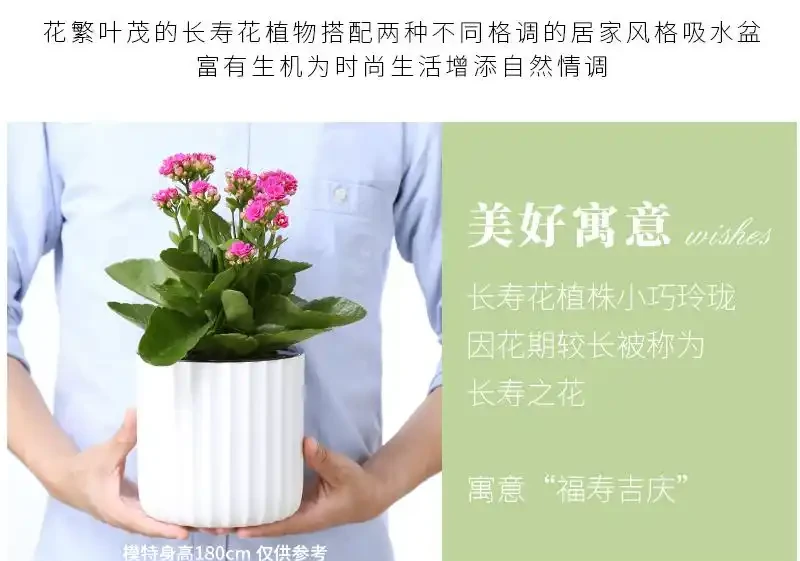 帶你認識10種懶人花卉,總有一種適合你!