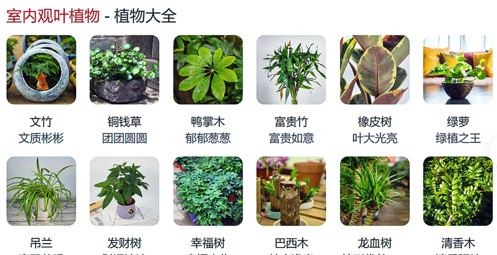 帶你認識10種懶人花卉,總有一種適合你!