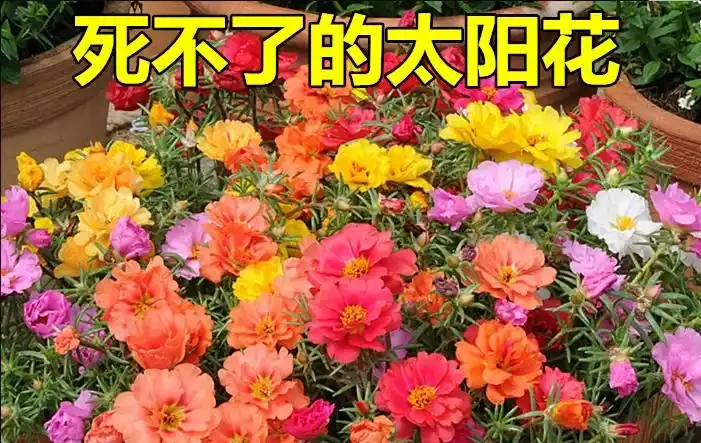 帶你認識10種懶人花卉,總有一種適合你!