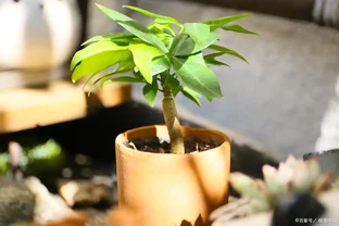 發財樹施肥難題，最佳肥料揭秘，綠植茁壯有秘籍！