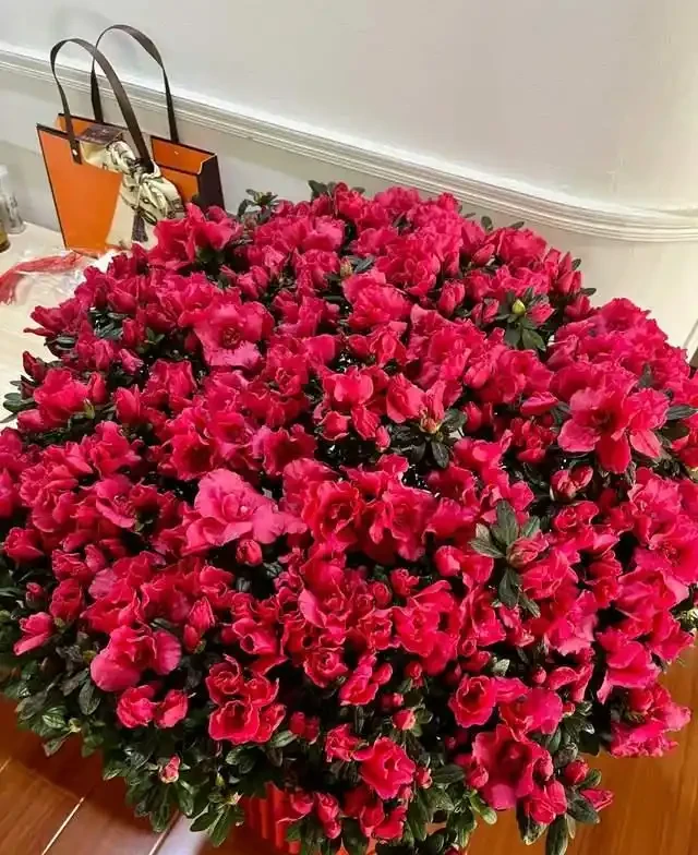 這5種花是「醋罈子」,30天喂一次醋,葉子翠綠油亮,花苞冒不停