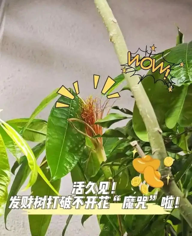 這5種花是「醋罈子」,30天喂一次醋,葉子翠綠油亮,花苞冒不停