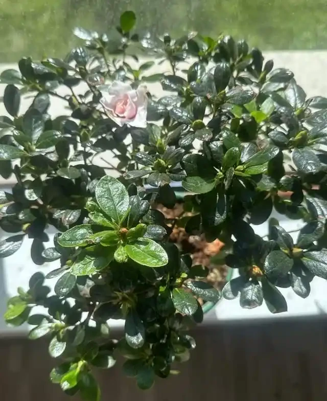 這5種花是「醋罈子」,30天喂一次醋,葉子翠綠油亮,花苞冒不停