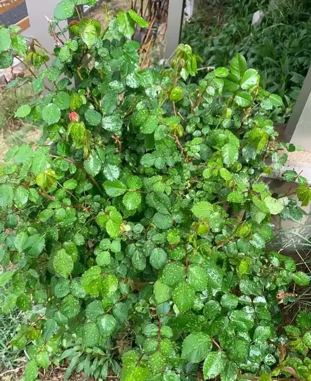 這5種花是「醋罈子」,30天喂一次醋,葉子翠綠油亮,花苞冒不停