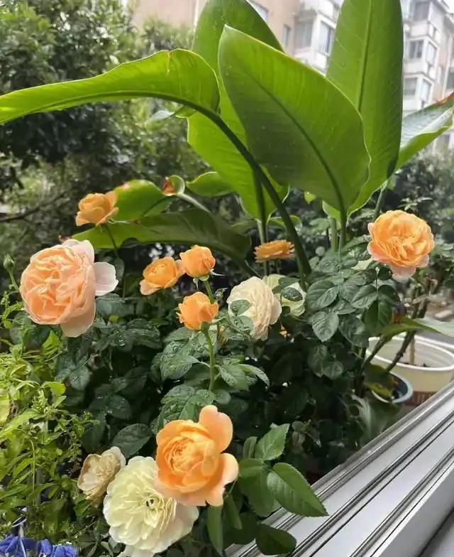這5種花是「醋罈子」,30天喂一次醋,葉子翠綠油亮,花苞冒不停