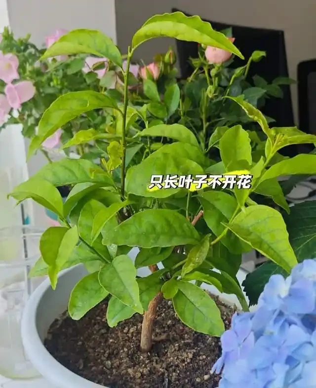 這5種花是「醋罈子」,30天喂一次醋,葉子翠綠油亮,花苞冒不停