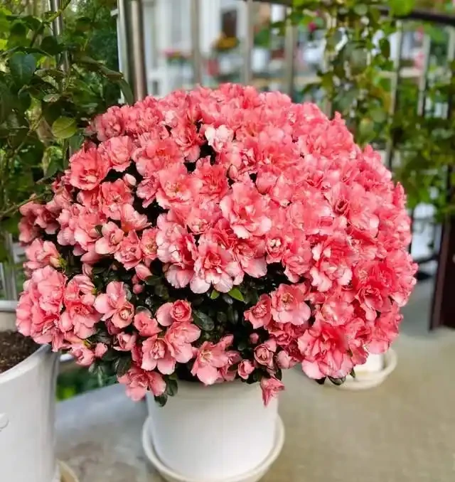 這5種花是「醋罈子」,30天喂一次醋,葉子翠綠油亮,花苞冒不停