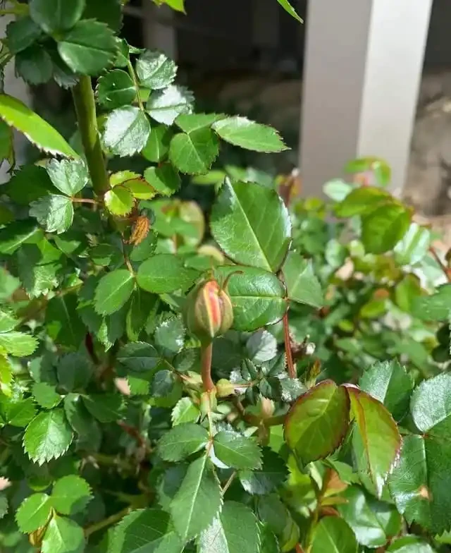 這5種花是「醋罈子」,30天喂一次醋,葉子翠綠油亮,花苞冒不停