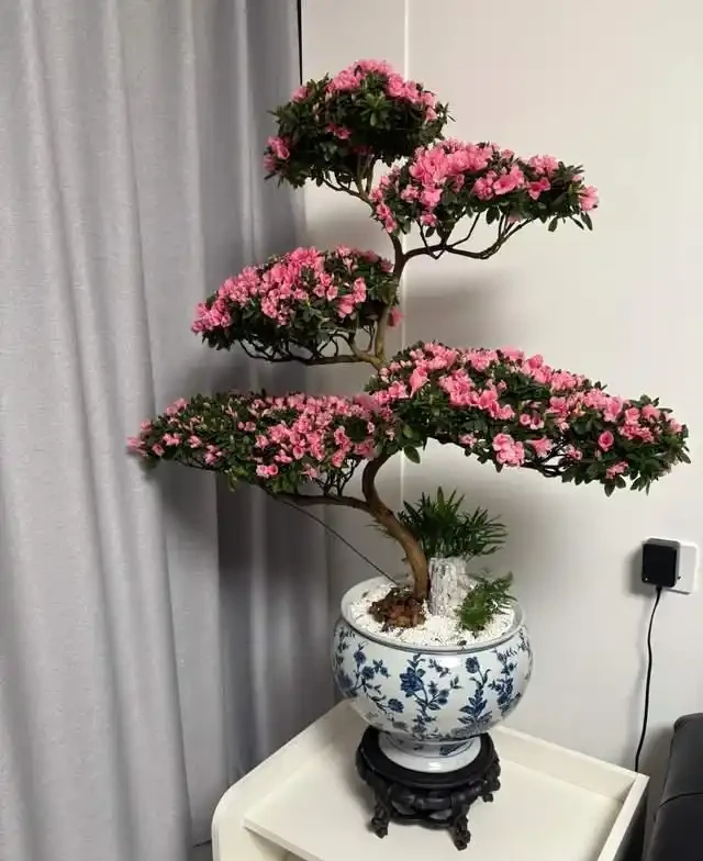 這5種花是「醋罈子」,30天喂一次醋,葉子翠綠油亮,花苞冒不停