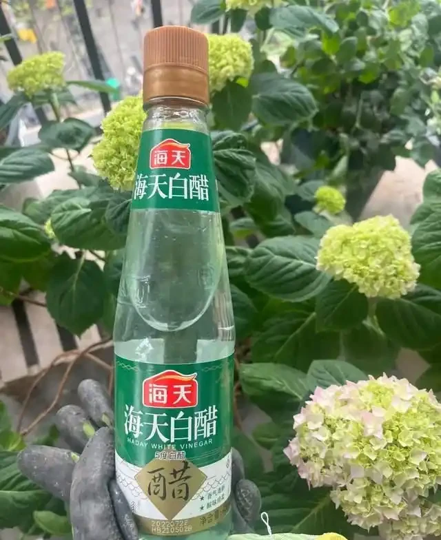 這5種花是「醋罈子」,30天喂一次醋,葉子翠綠油亮,花苞冒不停