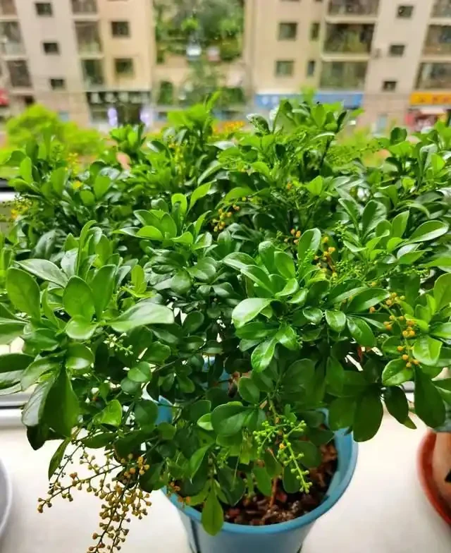 這5種花是「醋罈子」,30天喂一次醋,葉子翠綠油亮,花苞冒不停