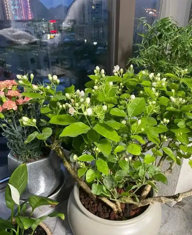 這5種花是「醋罈子」,30天喂一次醋,葉子翠綠油亮,花苞冒不停