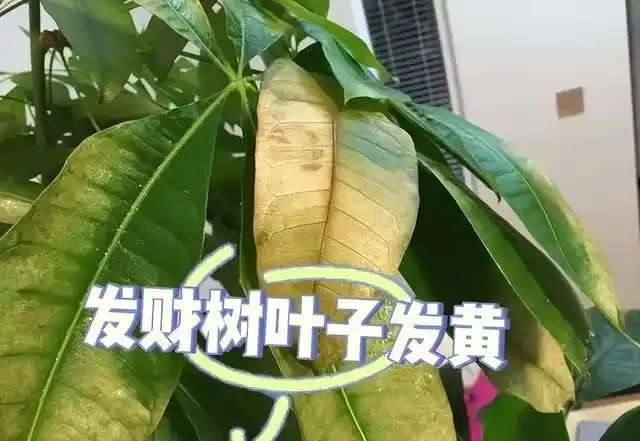這5種花是「醋罈子」,30天喂一次醋,葉子翠綠油亮,花苞冒不停