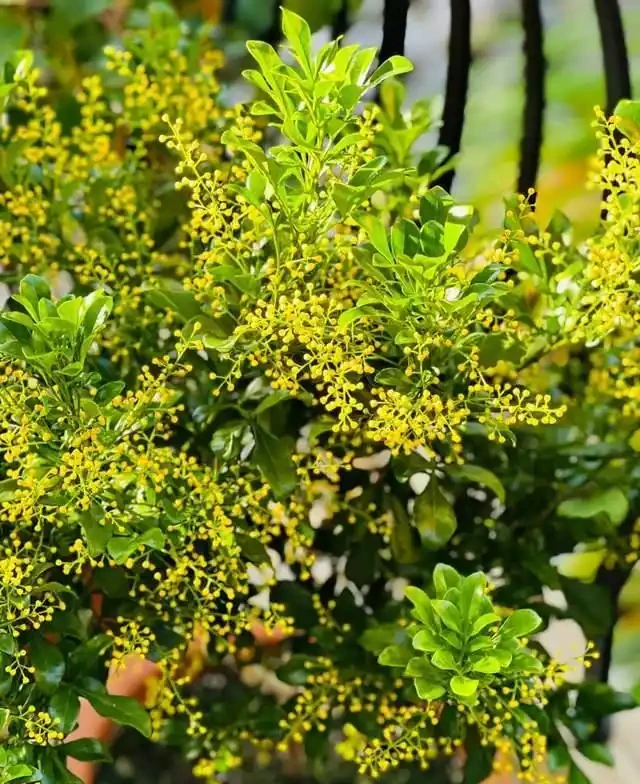 這5種花是「醋罈子」,30天喂一次醋,葉子翠綠油亮,花苞冒不停