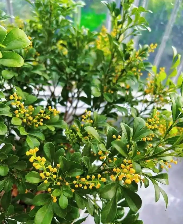 這5種花是「醋罈子」,30天喂一次醋,葉子翠綠油亮,花苞冒不停