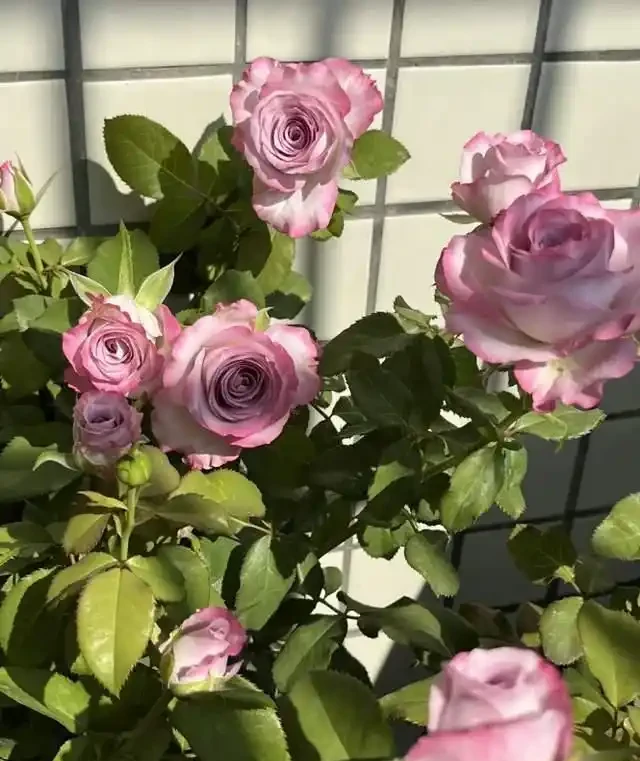 這5種花是「醋罈子」,30天喂一次醋,葉子翠綠油亮,花苞冒不停