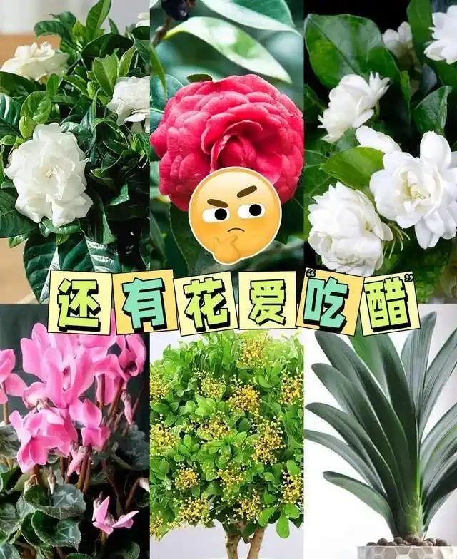 這5種花是「醋罈子」,30天喂一次醋,葉子翠綠油亮,花苞冒不停