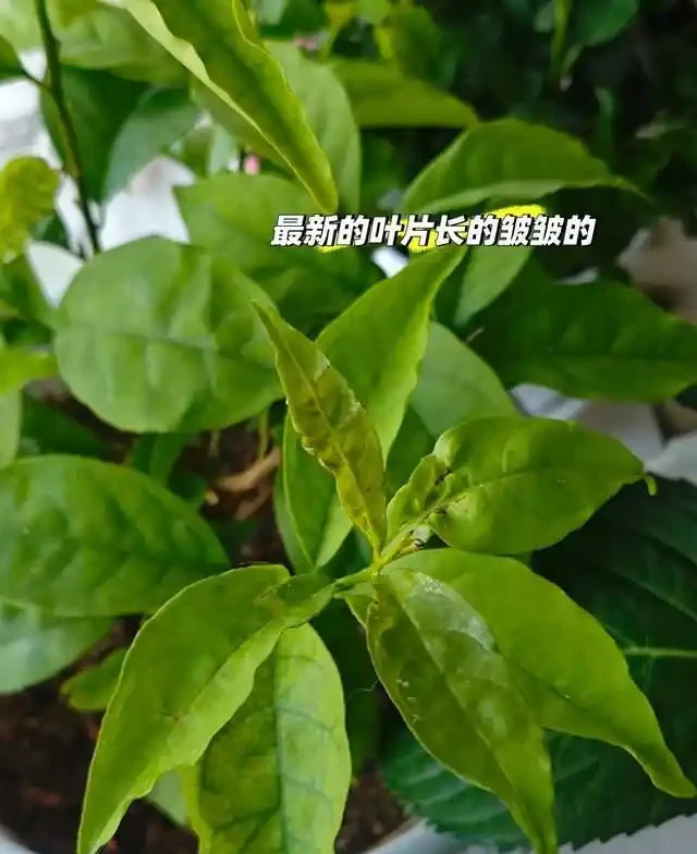 這5種花是「醋罈子」,30天喂一次醋,葉子翠綠油亮,花苞冒不停