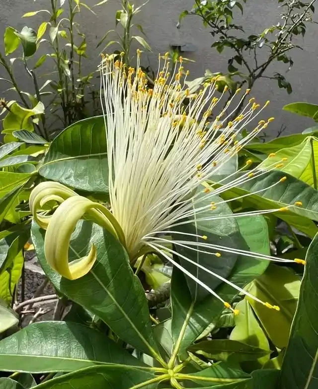 這5種花是「醋罈子」,30天喂一次醋,葉子翠綠油亮,花苞冒不停