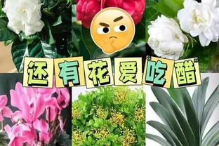 這5種花是「醋罈子」，30天喂一次醋，葉子翠綠油亮，花苞冒不停