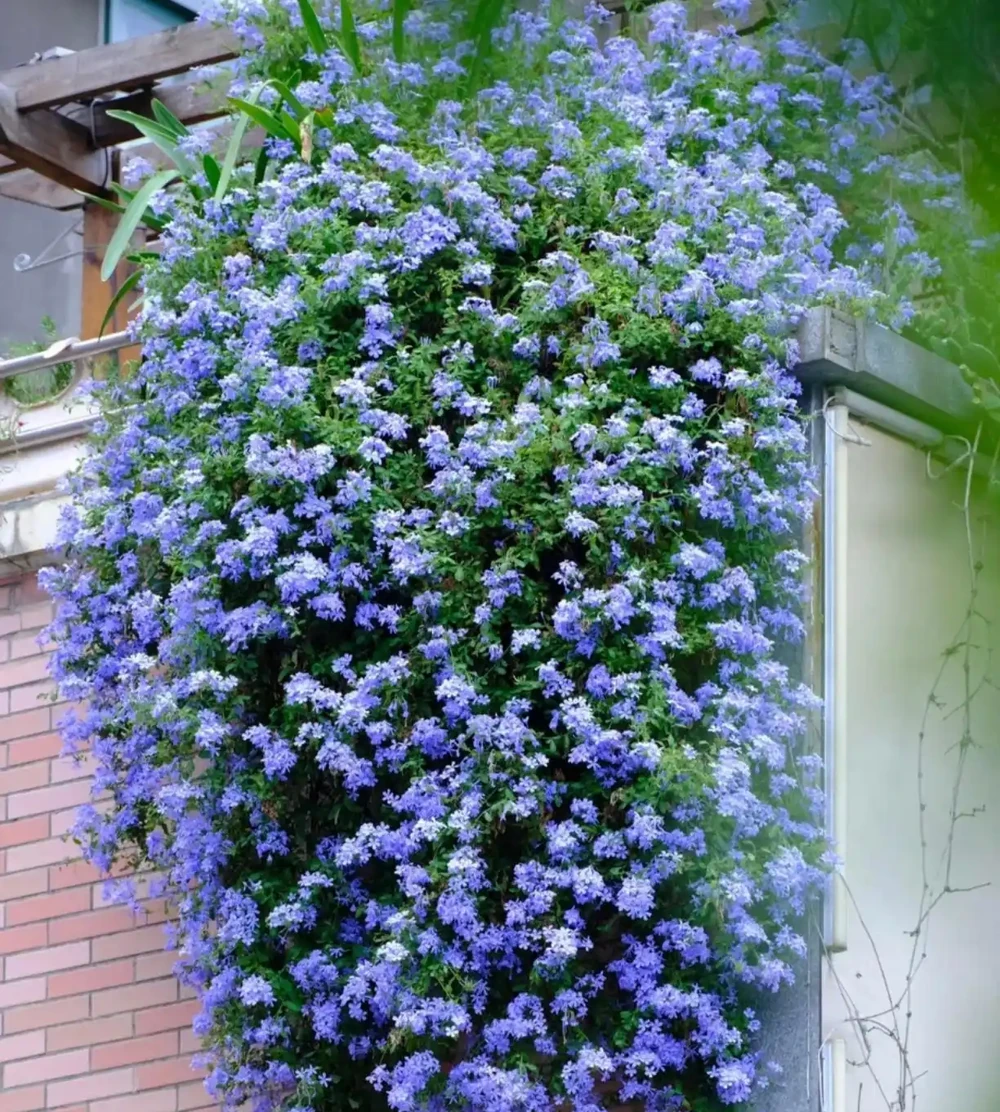 兩廣庭院花卉「封神榜」!這10款花,40℃高溫也能開成「天花板」