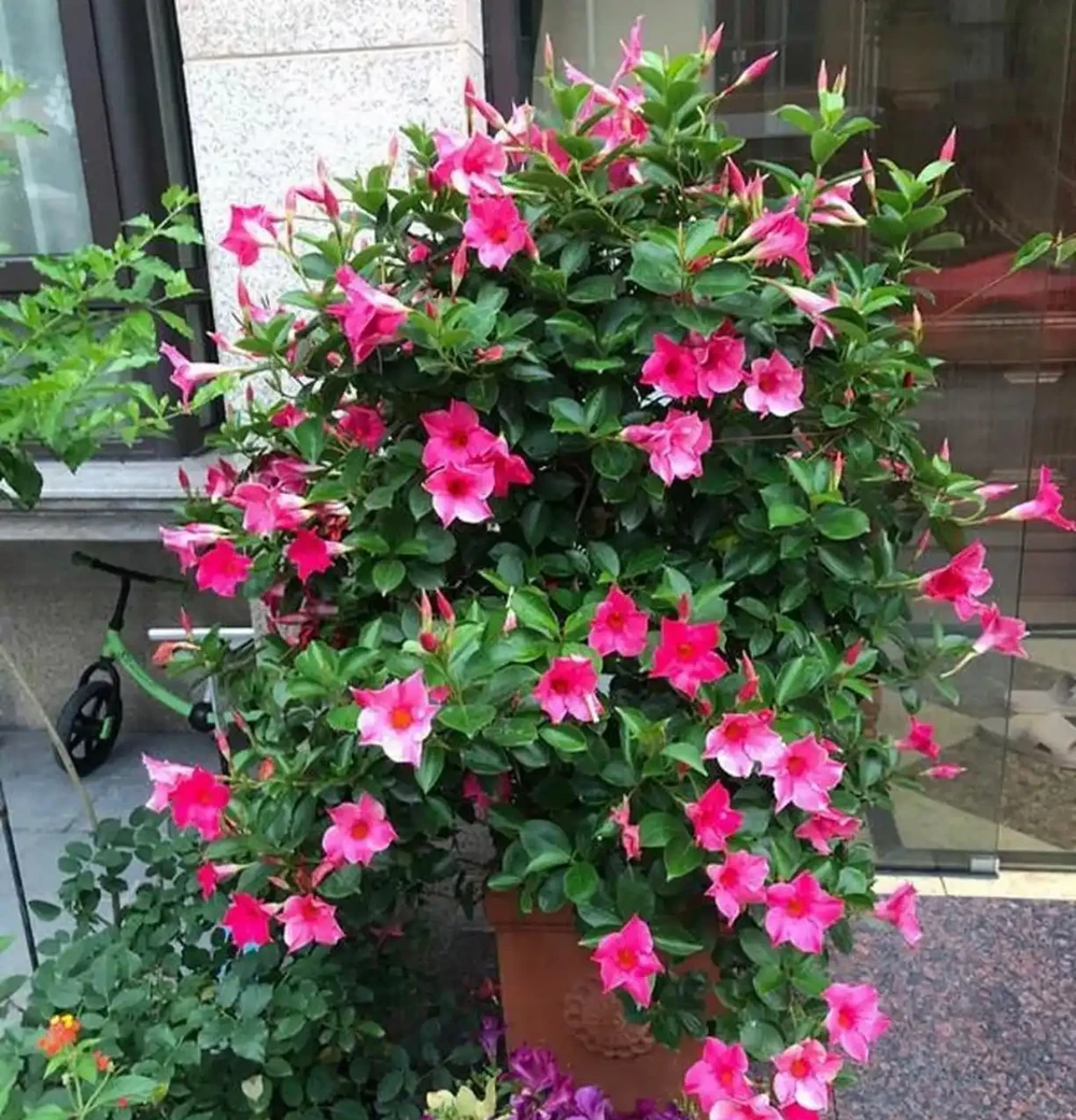 兩廣庭院花卉「封神榜」!這10款花,40℃高溫也能開成「天花板」