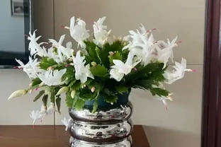 螃蟹蘭出現了這幾個「症狀」，就是在向你「呼救」，趕快行動起來
