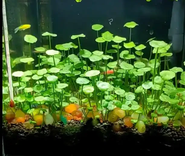 廣東一女子把「銅錢草」養在「魚缸」裡,好美,網友:太神奇了