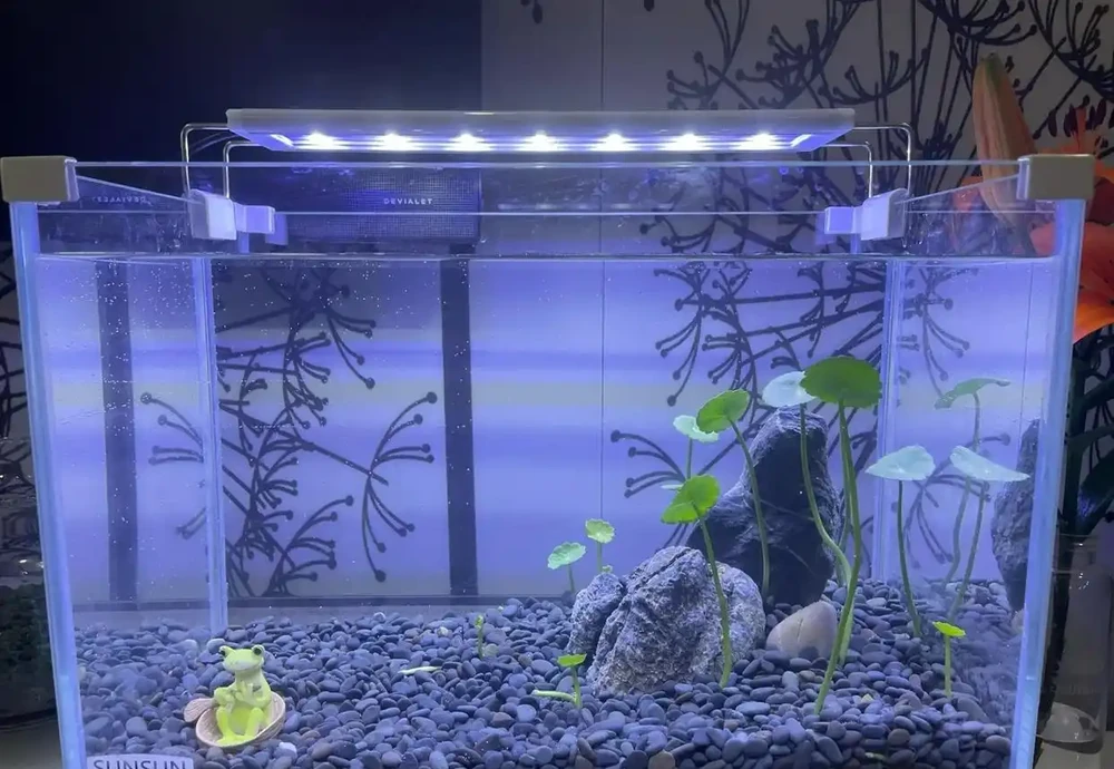 廣東一女子把「銅錢草」養在「魚缸」裡,好美,網友:太神奇了