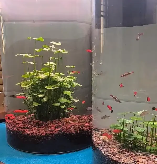 廣東一女子把「銅錢草」養在「魚缸」裡,好美,網友:太神奇了