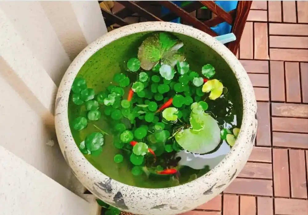 廣東一女子把「銅錢草」養在「魚缸」裡,好美,網友:太神奇了