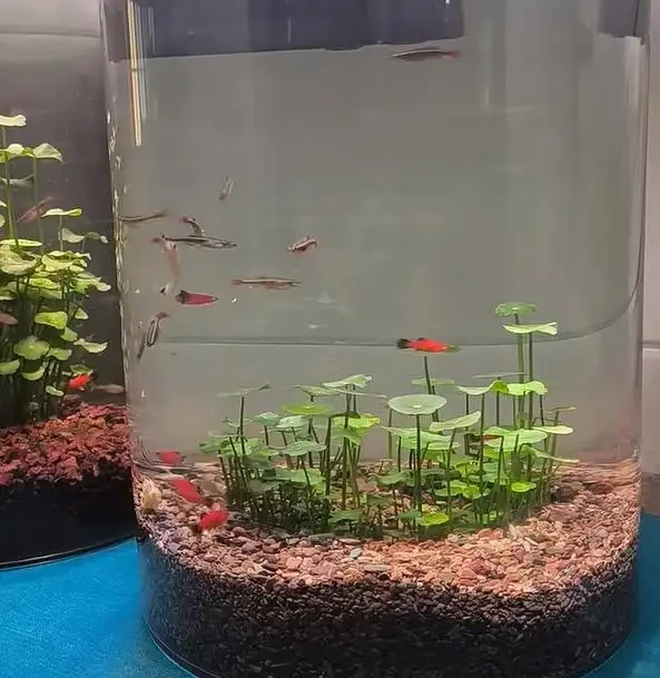 廣東一女子把「銅錢草」養在「魚缸」裡,好美,網友:太神奇了