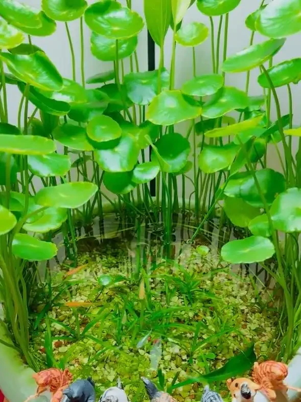 廣東一女子把「銅錢草」養在「魚缸」裡,好美,網友:太神奇了