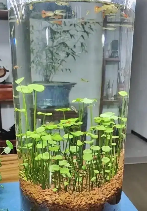 廣東一女子把「銅錢草」養在「魚缸」裡,好美,網友:太神奇了