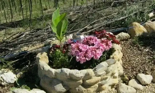 撿塊鵝卵石就能變花盆?低成本打造高顏值花園秘籍來了!