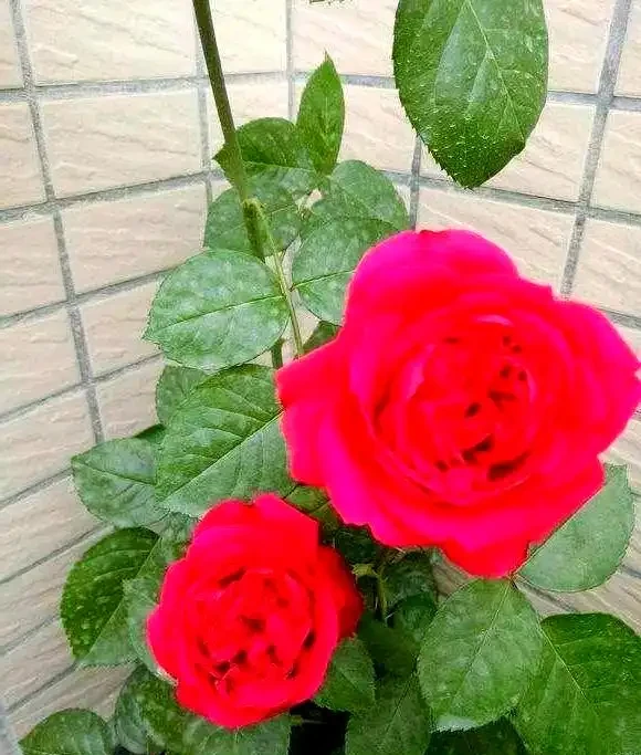 如何區分與養護月季、薔薇與玫瑰