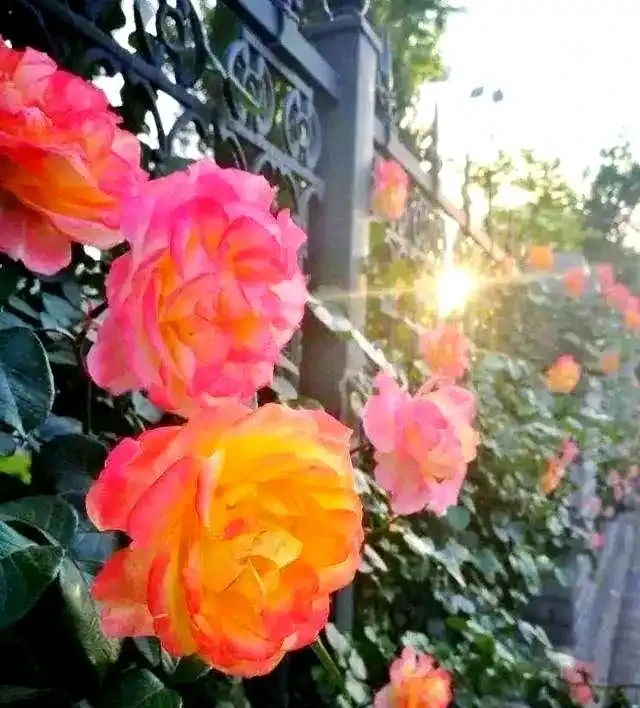 如何區分與養護月季、薔薇與玫瑰