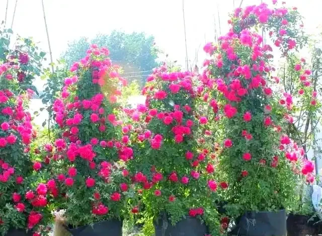 如何區分與養護月季、薔薇與玫瑰