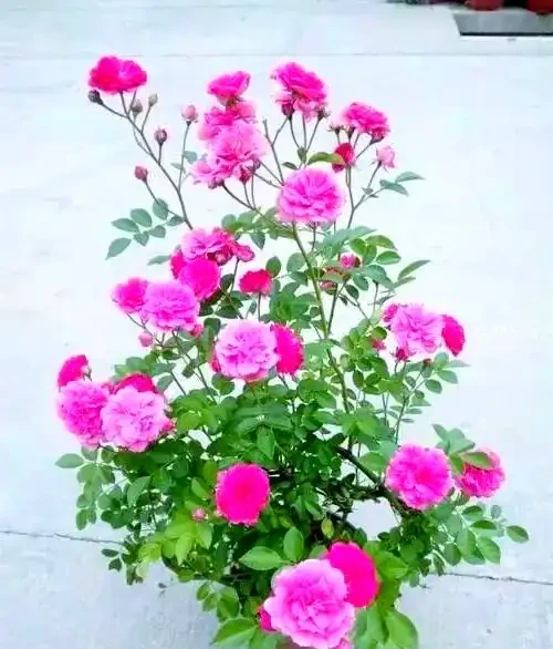 如何區分與養護月季、薔薇與玫瑰