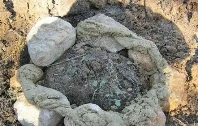 撿塊鵝卵石就能變花盆?低成本打造高顏值花園秘籍來了!