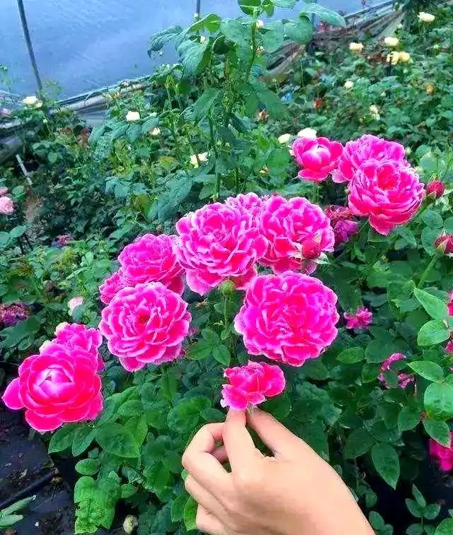 如何區分與養護月季、薔薇與玫瑰