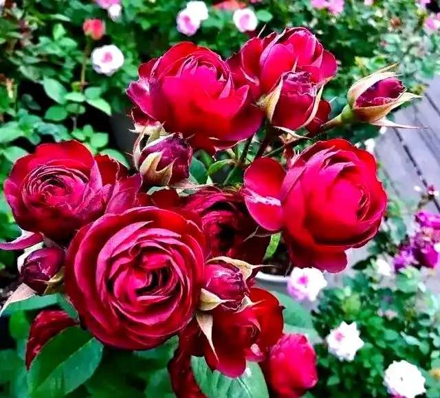 如何區分與養護月季、薔薇與玫瑰