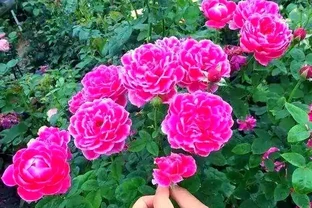 如何區分與養護月季、薔薇與玫瑰