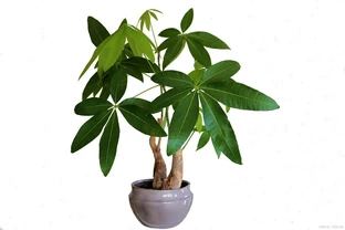 發財樹可以放在臥室裡養嗎，家庭植物花草怎麼養護